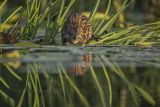 Piżmak amerykański, piżmak, piżmoszczur, szczur piżmowy, Ondatra zibethicus