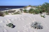 plaża Bałtyk, mikołajek nadmorski Eryngium maritimum