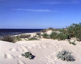 plaża nad Bałtykiem, mikołajek nadmorski, Eryngium maritimum