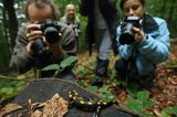 Fotografowanie salamandry, W lesie na Otrycie. Podczas pleneru Bieszczady dniem i nocą,26-28.09.2014
