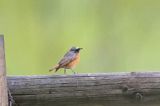 Pleszka zwyczajna, pleszka, Phoenicurus phoenicurus