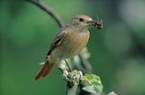 pleszka samica, Phoenicurus phoenicurus