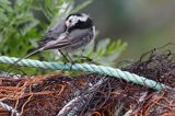 Pliszka siwa, Motacilla alba