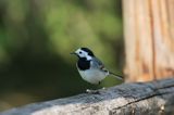 pliszka siwa, Motacilla alba