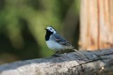 pliszka siwa, Motacilla alba