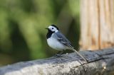 pliszka siwa, Motacilla alba