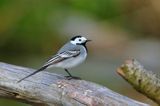 pliszka siwa Motacilla alba