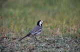 pliszka siwa Motacilla alba