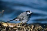 pliszka siwa Motacilla alba