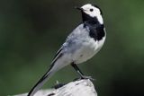 pliszka siwa Motacilla alba