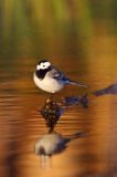 pliszka siwa Motacilla alba