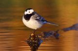 pliszka siwa Motacilla alba