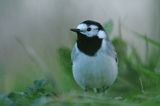 pliszka siwa Motacilla alba