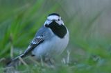 pliszka siwa Motacilla alba