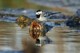 pliszka siwa Motacilla alba