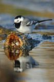 pliszka siwa Motacilla alba