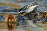 pliszka siwa Motacilla alba