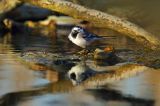 pliszka siwa Motacilla alba