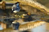 pliszka siwa Motacilla alba