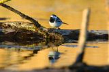 pliszka siwa Motacilla alba