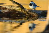 pliszka siwa Motacilla alba