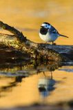 pliszka siwa Motacilla alba