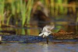 pliszka siwa Motacilla alba