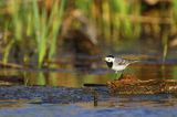 pliszka siwa Motacilla alba