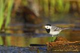 pliszka siwa Motacilla alba