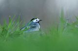 pliszka siwa Motacilla alba