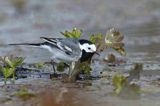 pliszka siwa Motacilla alba