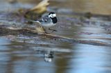 pliszka siwa Motacilla alba