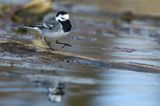 pliszka siwa Motacilla alba