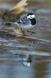 pliszka siwa Motacilla alba