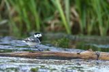 pliszka siwa Motacilla alba