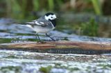 pliszka siwa Motacilla alba