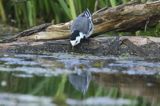 pliszka siwa Motacilla alba