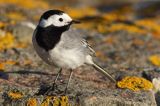 Pliszka siwa, Motacilla alba