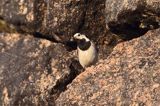 pliszka siwa Motacilla alba