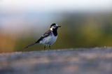 pliszka siwa Motacilla alba