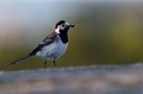 pliszka siwa Motacilla alba