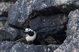 pliszka siwa Motacilla alba