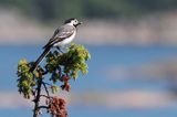 pliszka siwa Motacilla alba