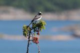 pliszka siwa Motacilla alba