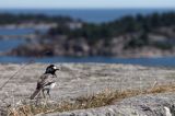 pliszka siwa Motacilla alba