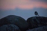 Pliszka siwa, Motacilla alba