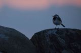 Pliszka siwa, Motacilla alba