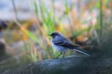 Pliszka siwa, Motacilla alba