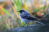 Pliszka siwa, Motacilla alba