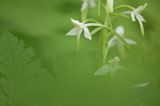 Storczyk, Podkolan biały, Plantathera bifolia